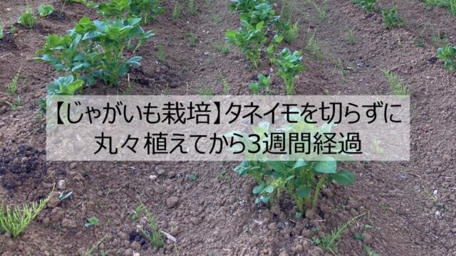 【じゃがいも栽培】タネイモを切らずに丸々植えてから3週間経過