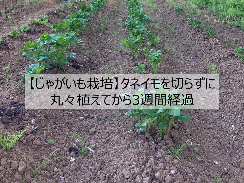 【じゃがいも栽培】タネイモを切らずに丸々植えてから3週間経過