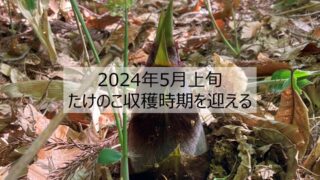 2024年5月上旬たけのこ収穫時期を迎える