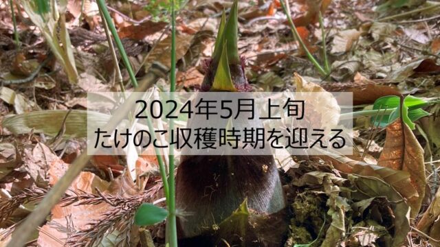 2024年5月上旬たけのこ収穫時期を迎える