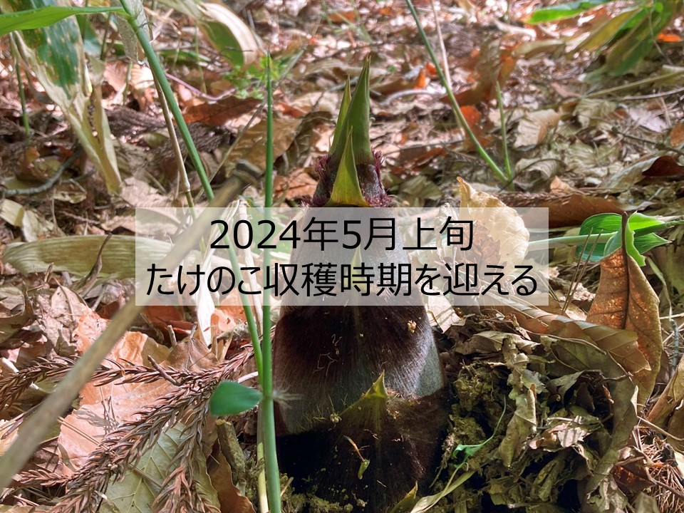 2024年5月上旬たけのこ収穫時期を迎える