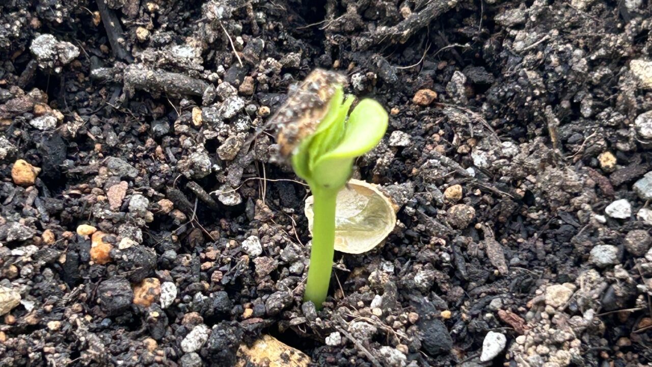 種植え6日後の芽の様子