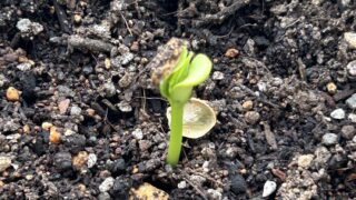種植え6日後の芽の様子